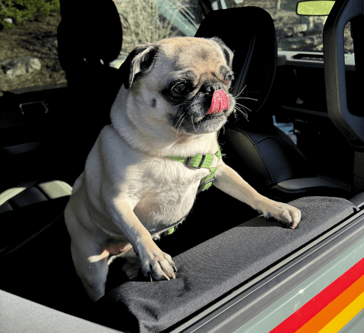 paw protection accessory with dog on vehicle